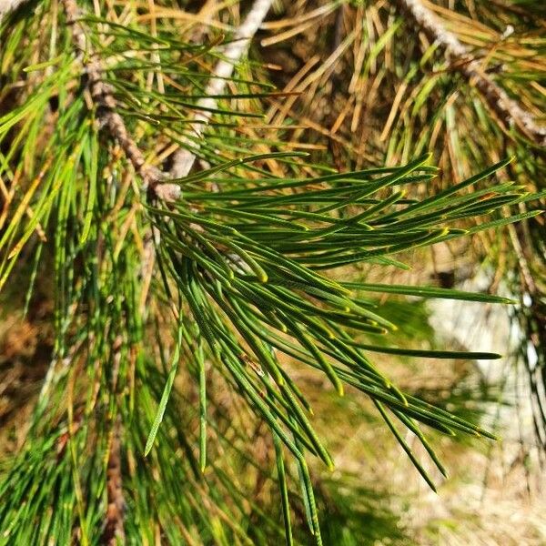 Pinus sylvestris Лист