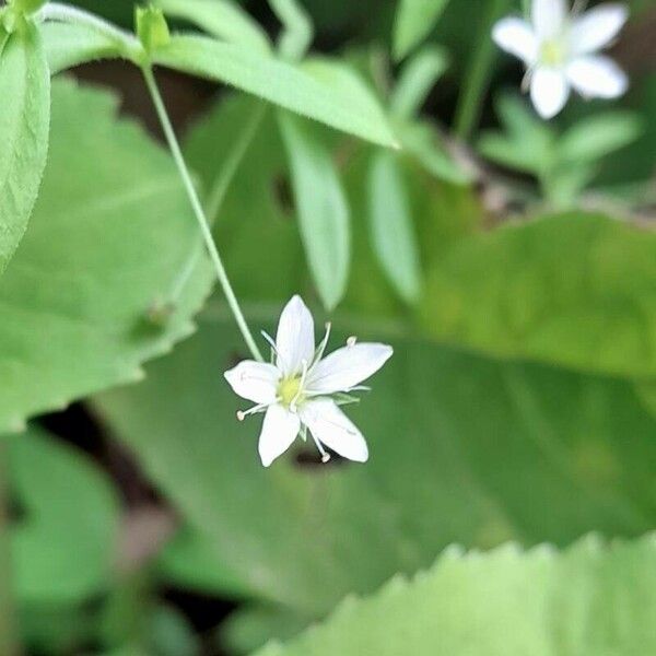 Arenaria lanuginosa Blomst