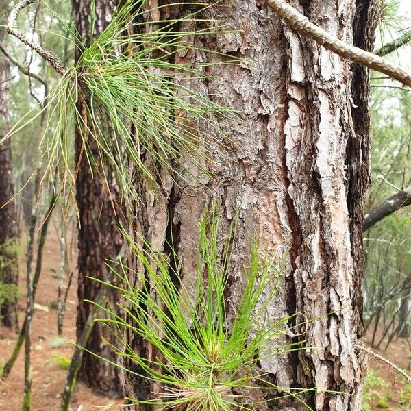 Pinus canariensis چھال