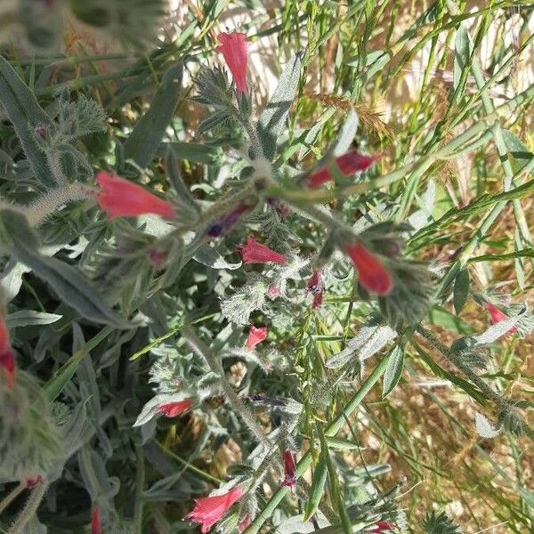 Echium angustifolium Flower