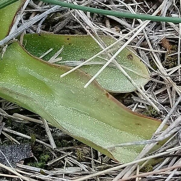 Orchis anthropophora 葉