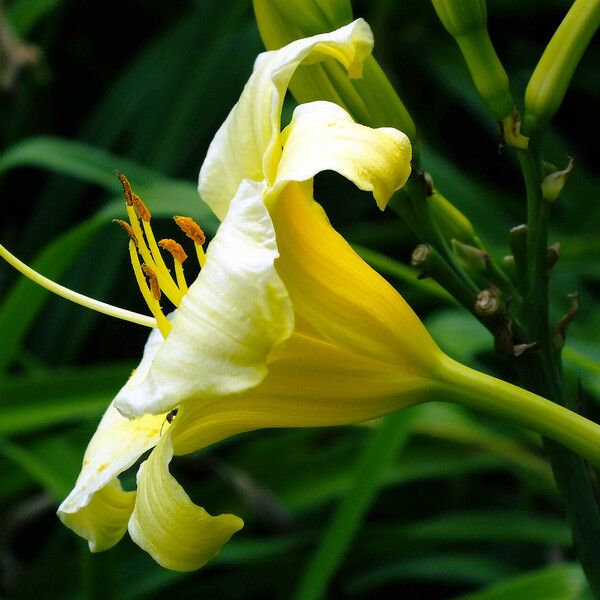 Hemerocallis lilioasphodelus Žiedas