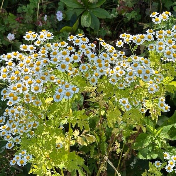 Tanacetum parthenium Plante entière