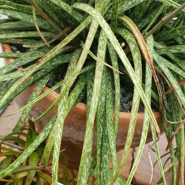 Aloe bellatula Листок
