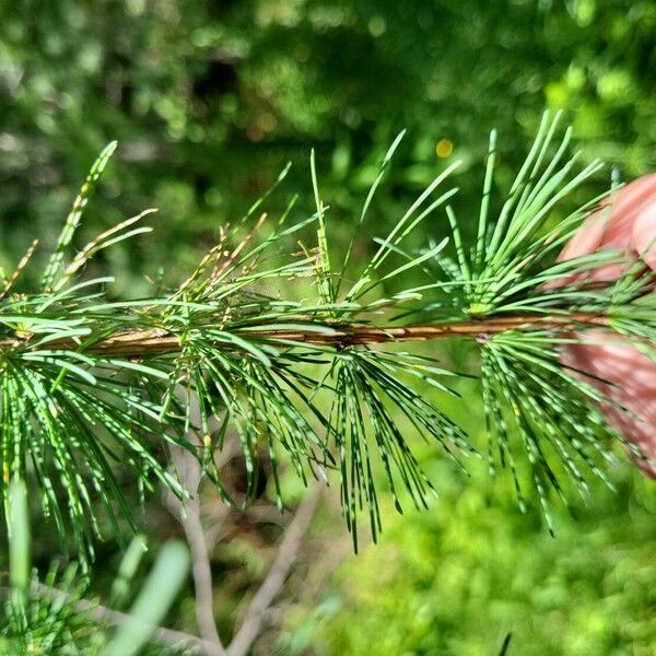 Larix laricina 叶