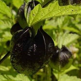 Nicandra physalodes Frukt