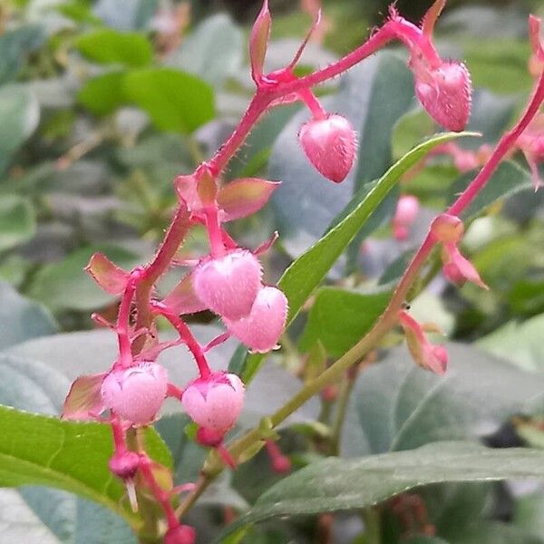 Gaultheria shallon Žiedas