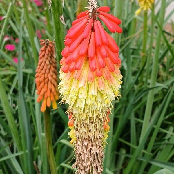 Kniphofia uvaria Цвят