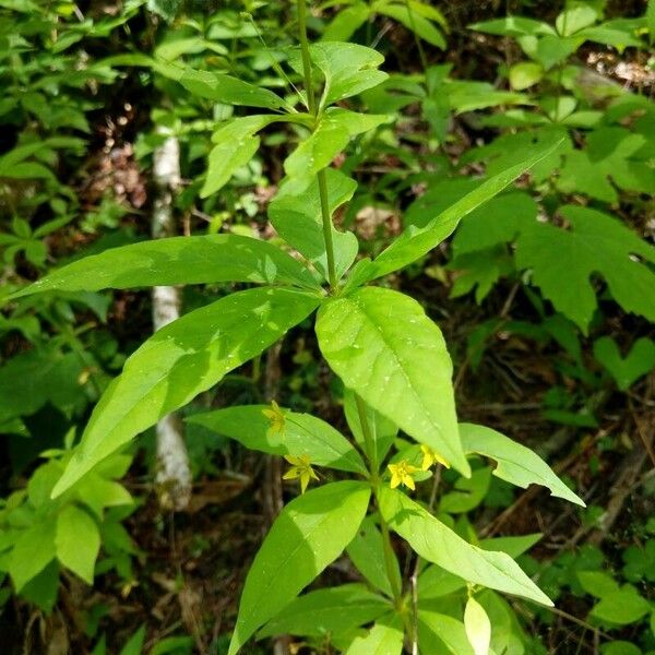 Lysimachia quadrifolia Feuille