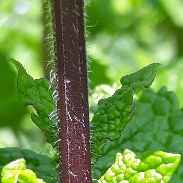 Mentha × rotundifolia പുറംതൊലി