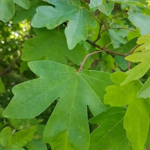 Acer campestre Leaf