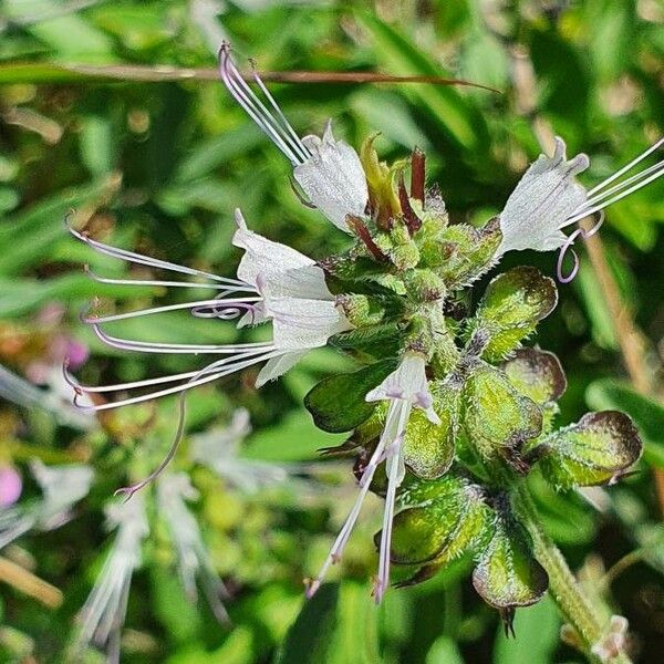 Ocimum filamentosum Flor