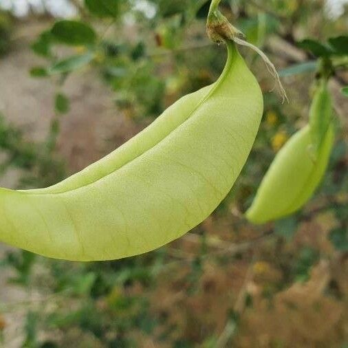 Colutea arborescens Vaisius