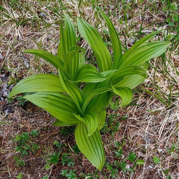 Veratrum viride Folha