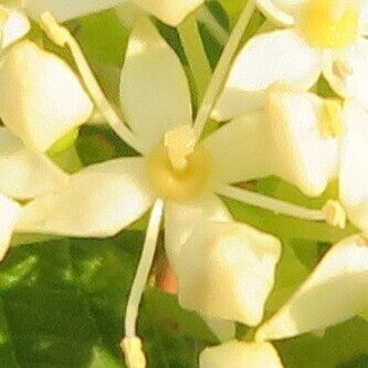 Cornus sericea Flower