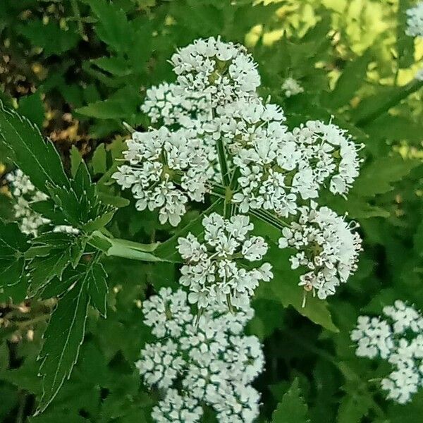 Oenanthe javanica Flower