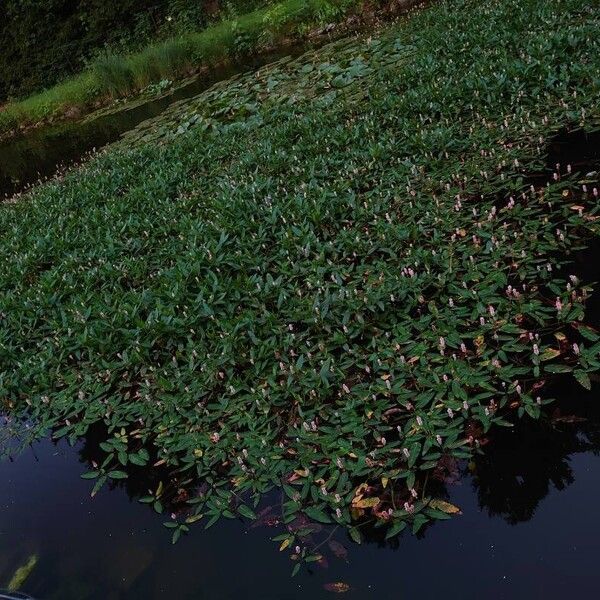 Persicaria amphibia Habit