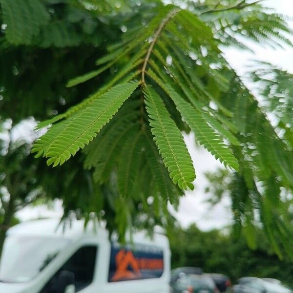 Albizia julibrissin 葉