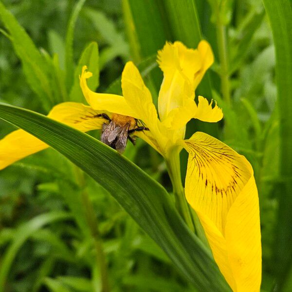 Iris pseudacorus Blomst