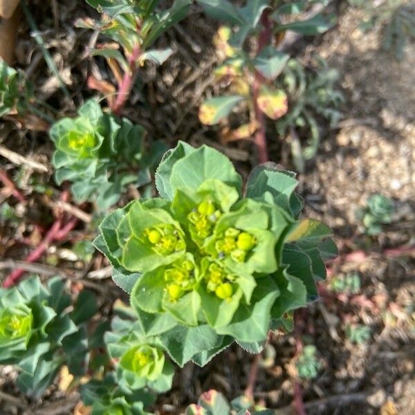 Euphorbia helioscopia ফুল