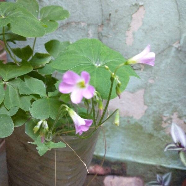 Oxalis debilis 花