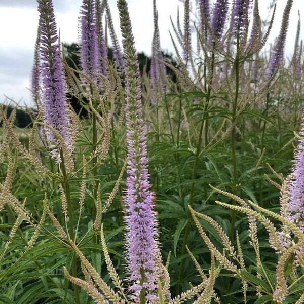 Veronica longifolia Flower