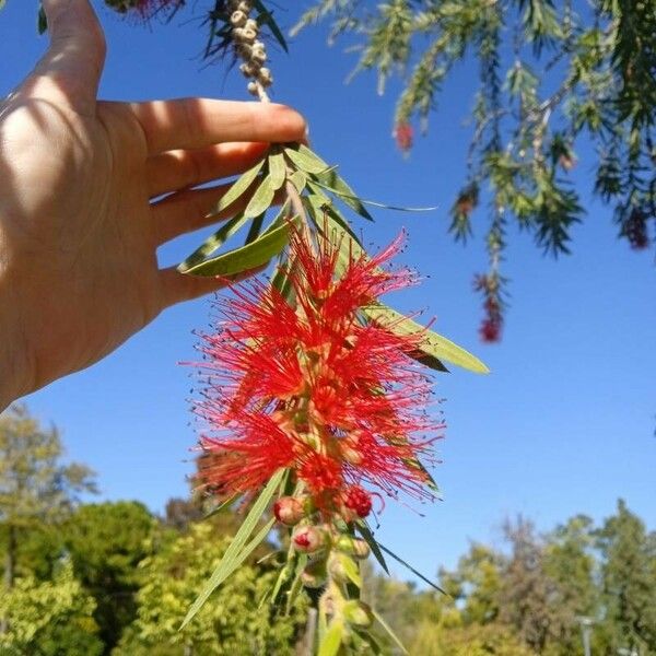 Melaleuca viminalis Floro