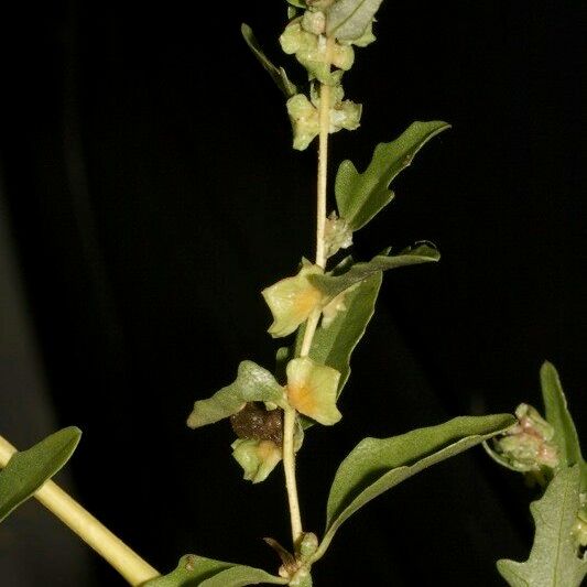 Atriplex tatarica Otro