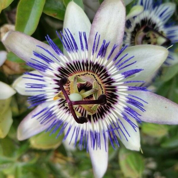 Passiflora caerulea 花