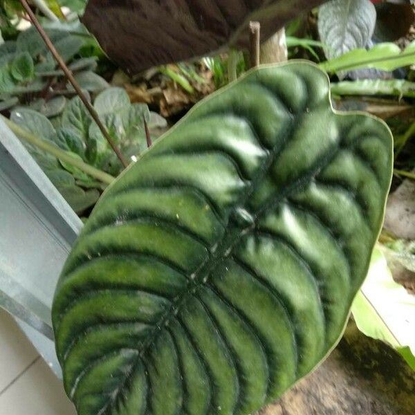 Alocasia cuprea Leaf