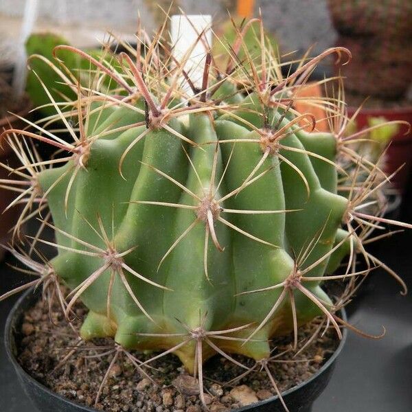 Ferocactus emoryi Ліст