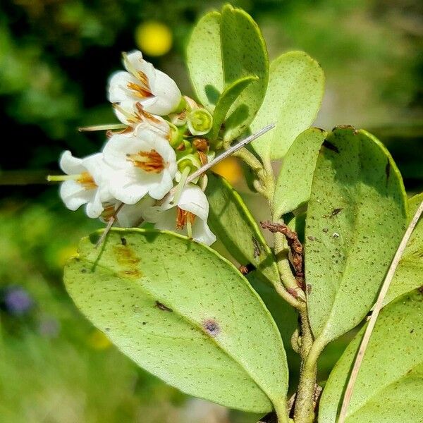 Vaccinium vitis-idaea Flower