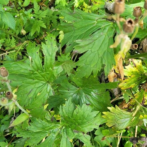 Aconitum lycoctonum 叶