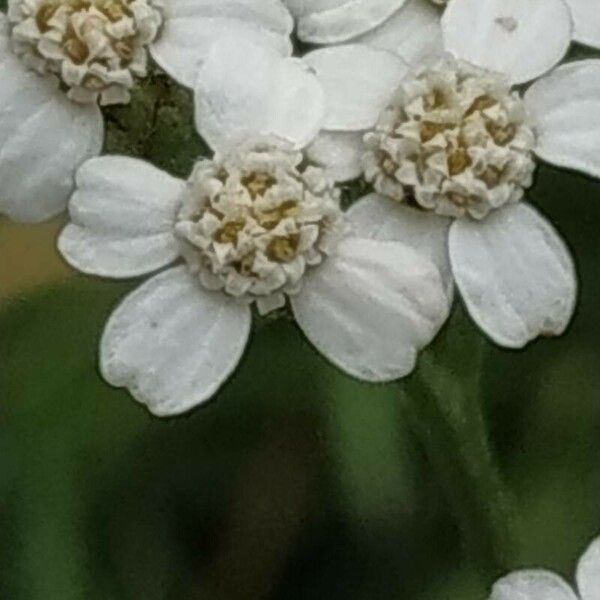 Achillea nobilis Kvet