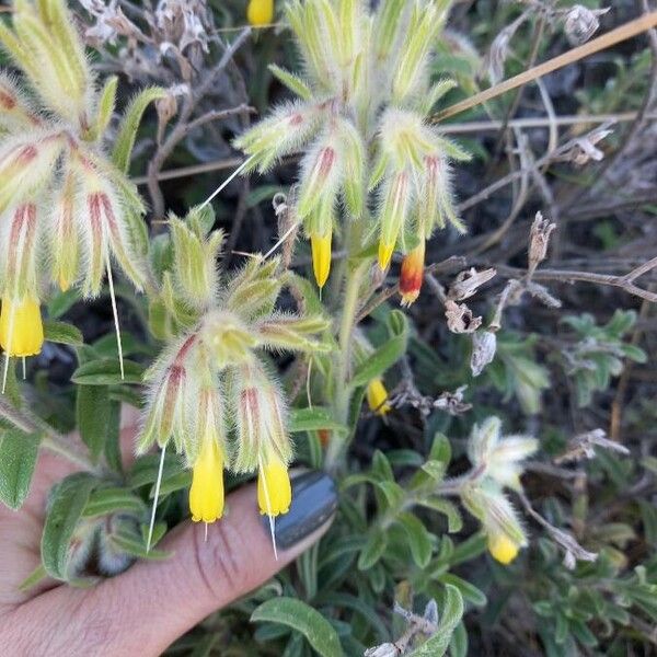 Onosma frutescens 花