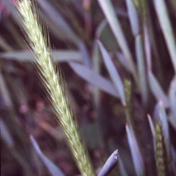 Hordeum pusillum Fiore