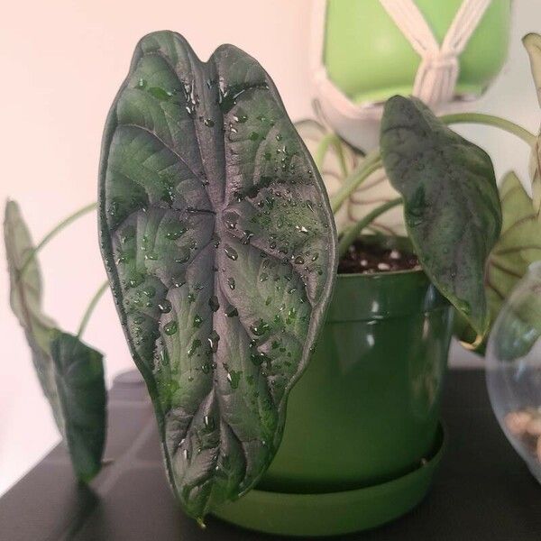 Alocasia baginda Leaf