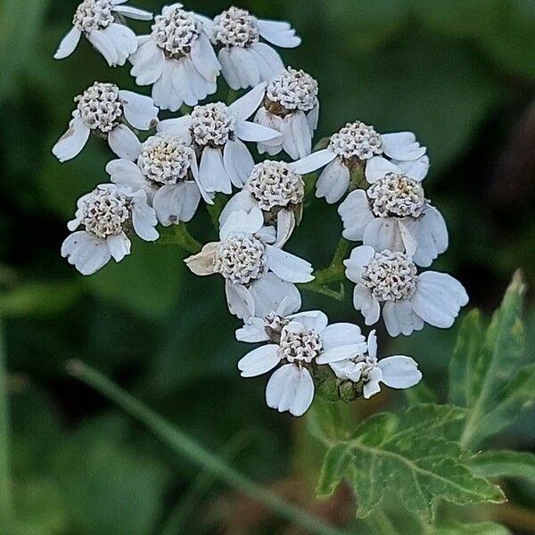 Achillea macrophylla Flors