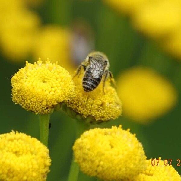 Tanacetum vulgare Květ