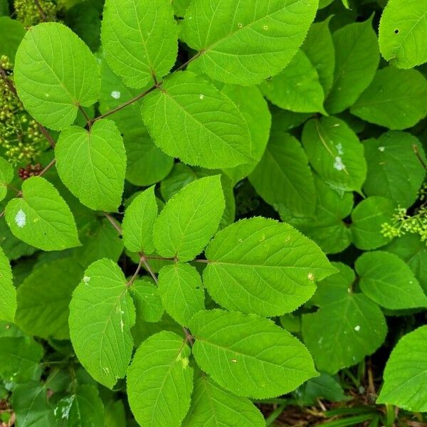 Aralia racemosa Leaf