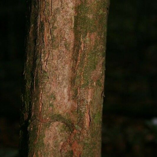 Posoqueria latifolia बार्क (छाल)