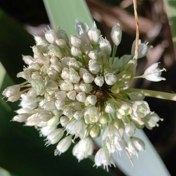 Allium pallens 花