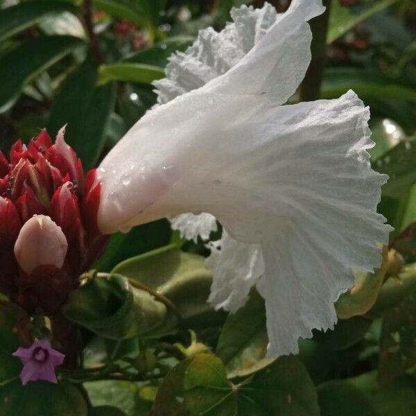 Hellenia speciosa Flor