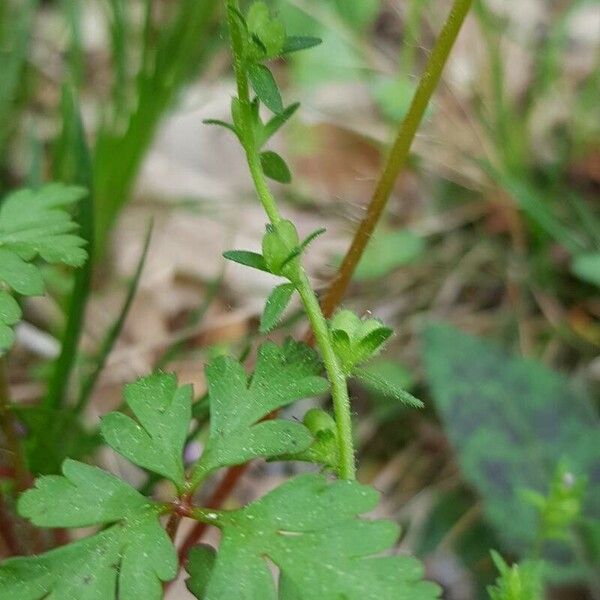 Veronica arvensis Fruit