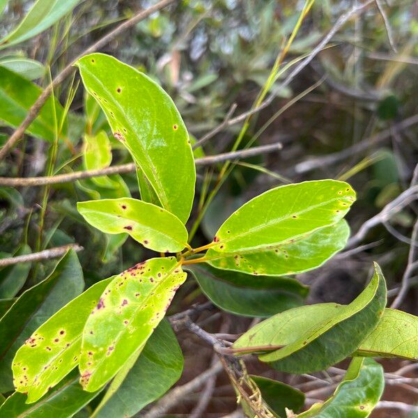 Agatea longipedicellata Folio