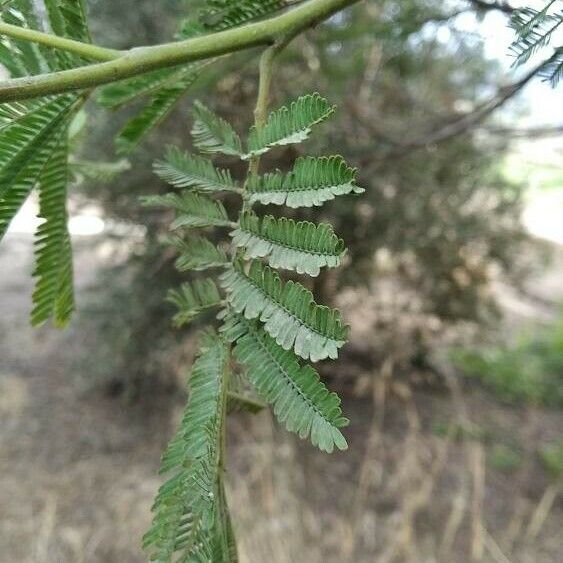 Acacia mearnsii Лист