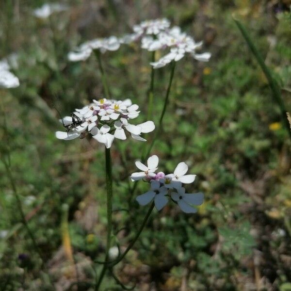 Iberis amara Flor