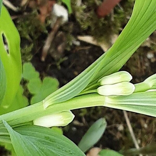 Polygonatum odoratum Blomst