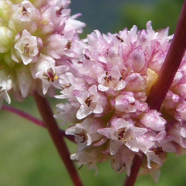 Cuscuta europaea Flor