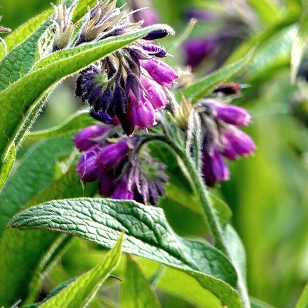 Symphytum officinale Fulla